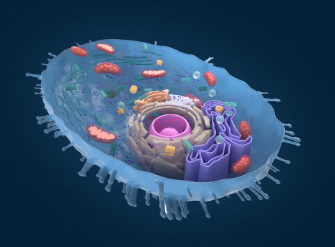 Functional regulation of lipid composition during neural stem cell aging